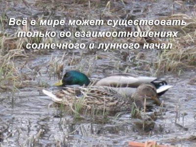 Дуальные начала во Вселенной
