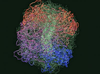 Научная сенсация: в МГУ разгадали механизм упаковки молекулы ДНК